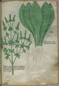 Botanische illustratie, ca. 1440 (inkt en kleur op perkament) door Italian School