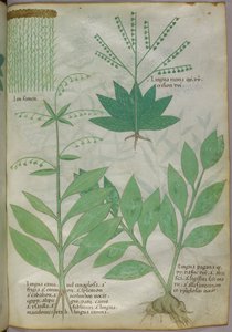 Botanische illustratie, ca. 1440 (inkt en kleur op perkament)