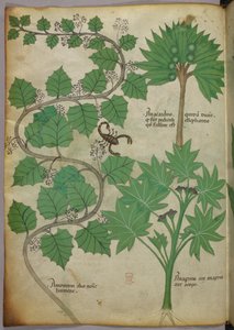 Botanische illustratie, ca. 1440 (inkt en kleur op perkament)