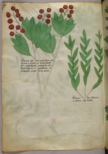 Botanische illustratie, ca. 1440 (inkt en kleur op perkament) door Italian School