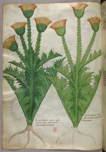 Botanische illustratie, ca. 1440 (inkt en kleur op perkament) door Italian School