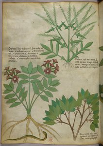 Botanische illustratie, ca. 1440 (inkt en kleur op perkament)