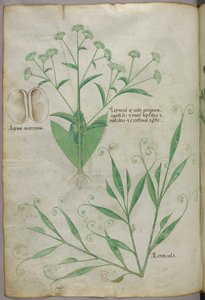 Botanische illustratie, ca. 1440 (inkt en kleur op perkament) door Italian School