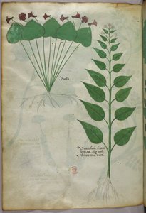 Botanische illustratie, ca. 1440 (inkt en kleur op perkament)