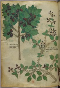 Botanische illustratie, ca. 1440 (inkt en kleur op perkament)