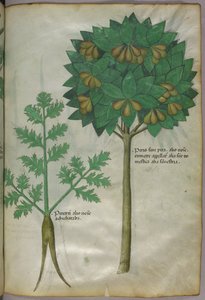 Botanische illustratie, ca. 1440 (inkt en kleur op perkament) door Italian School