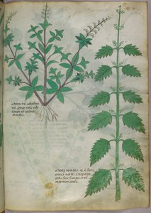 Botanische illustratie, ca. 1440 (inkt en kleur op perkament)