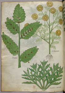Botanische illustratie, ca. 1440 (inkt en kleur op perkament) door Italian School