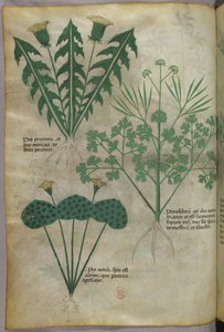 Botanische illustratie, ca. 1440 (inkt en kleur op perkament)