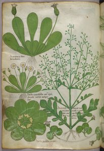 Botanische illustratie, ca. 1440 (inkt en kleur op perkament) door Italian School