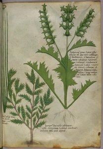 Botanische illustratie, ca. 1440 (inkt en kleur op perkament)