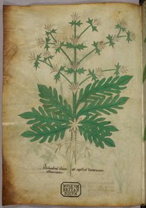 Botanische illustratie, ca. 1440 (inkt en kleur op perkament)