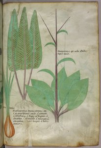 Botanische illustratie, ca. 1440 (inkt en kleur op perkament)