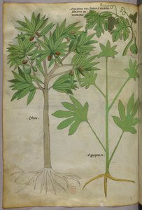 Botanische illustratie, ca. 1440 (inkt en kleur op perkament)