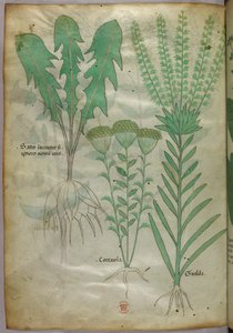 Botanische illustratie, ca. 1440 (inkt en kleur op perkament)