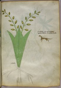 Botanische illustratie, ca. 1440 (inkt en kleur op perkament) door Italian School