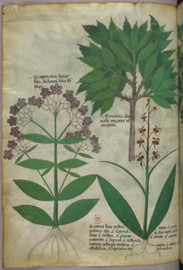 Botanische illustratie, ca. 1440 (inkt en kleur op perkament)