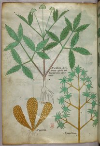 Botanische illustratie, ca. 1440 (inkt en kleur op perkament)