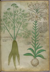 Botanische illustratie, ca. 1440 (inkt en kleur op perkament) door Italian School