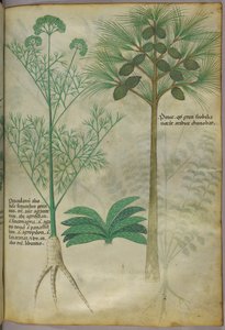 Botanische illustratie, ca. 1440 (inkt en kleur op perkament)