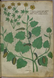 Botanische illustratie, ca. 1440 (inkt en kleur op perkament) door Italian School