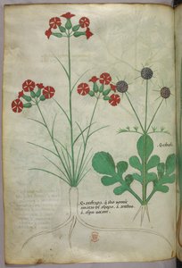 Botanische illustratie, ca. 1440 (inkt en kleur op perkament) door Italian School