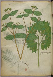 Botanische illustratie, ca. 1440 (inkt en kleur op perkament) door Italian School
