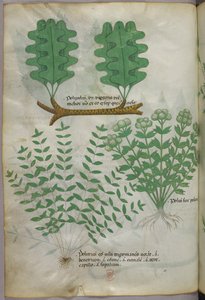 Botanische illustratie, ca. 1440 (inkt en kleur op perkament)
