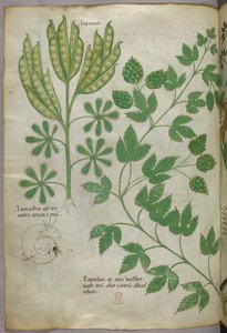 Botanische illustratie, ca. 1440 (inkt en kleur op perkament) door Italian School