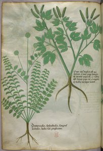 Botanische illustratie, ca. 1440 (inkt en kleur op perkament)