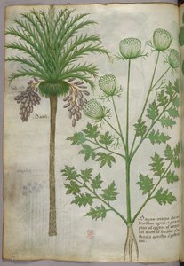 Botanische illustratie, ca. 1440 (inkt en kleur op perkament) door Italian School