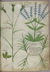 Botanische illustratie, ca.1440 (perkament), ca.1440 (inkt  kleur op perkament) door Italian School