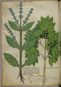 Botanische illustratie uit Herbal, Tractatus de Herbis, Sloane 4016 f.39v, ca. 1440 (inkt en kleur op perkament) door Italian School
