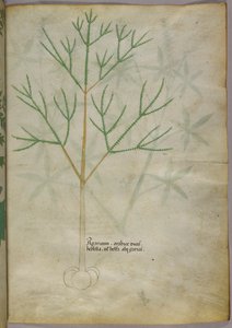 Botanische illustratie van een plant, ca. 1440 (inkt en kleur op perkament) door Italian School
