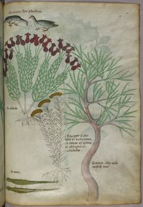 Botanische illustratie van een plant met vogels en insecten, ca. 1440 (inkt en kleur op perkament) door Italian School