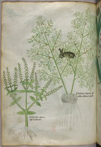 Botanische illustratie van een basilicumplant [ocimum], en een haas tussen asperges [palatio leporis], ca. 1440 (inkt en kleur op perkament) door Italian School