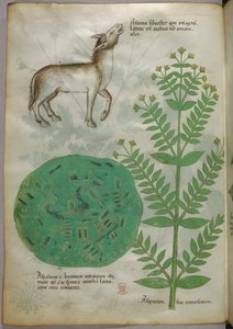 Botanische illustratie van plant met paard, ca. 1440 (inkt en kleur op perkament) door Italian School