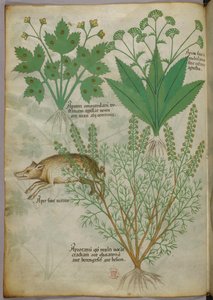 Botanische illustratie van planten en een zwijn, ca. 1440 (inkt en kleur op perkament) door Italian School