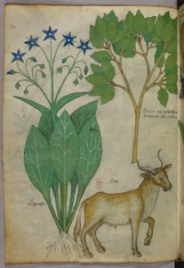 Botanische illustratie van planten en een stier, ca. 1440 (inkt en kleur op perkament) door Italian School