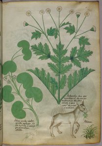 Botanische illustratie van planten en een ezel, ca. 1440 (inkt en kleur op perkament) door Italian School