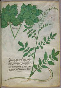 Botanische illustratie van planten en een slang, ca. 1440 (inkt en kleur op perkament) door Italian School