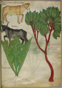 Botanische illustratie van planten en stieren, ca. 1440 (inkt en kleur op perkament) door Italian School