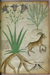 Botanische illustratie van planten, vogels en geiten, ca. 1440 (inkt en kleur op perkament) door Italian School