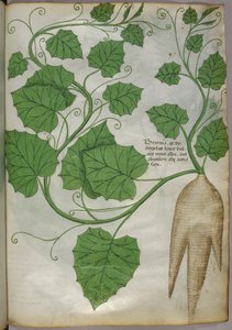 Botanische illustratie van planten, ca. 1440 (inkt en kleur op perkament) door Italian School