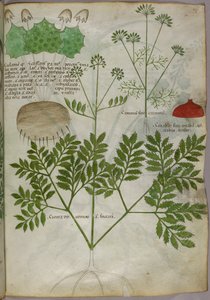 Botanische illustratie van planten, ca. 1440 (inkt en kleur op perkament)
