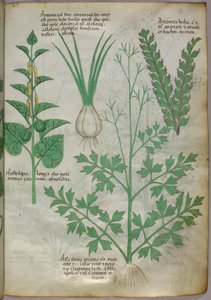 Botanische illustratie van planten, ca. 1440 (inkt en kleur op perkament)