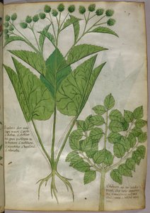 Botanische illustratie van planten, ca. 1440 (inkt en kleur op perkament)