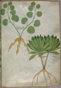 Botanische illustratie van planten, ca. 1440 (inkt en kleur op perkament)