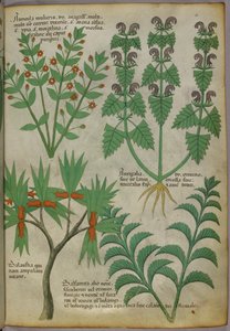 Botanische illustratie van planten, ca. 1440 (inkt en kleur op perkament)