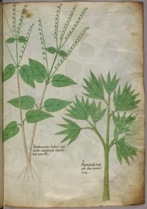 Botanische illustratie van planten, ca. 1440 (inkt en kleur op perkament)